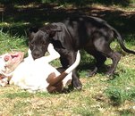 Fotografia de cachorriyop29, Chico de 35 años